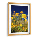 Girasoles Salvajes 1 - Marcos Rodríguez | Cuadro decorativo de Canvas Lab