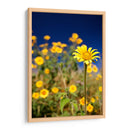 Girasoles Salvajes 1 - Marcos Rodríguez | Cuadro decorativo de Canvas Lab