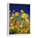 Girasoles Salvajes 1 - Marcos Rodríguez | Cuadro decorativo de Canvas Lab