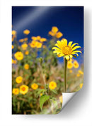 Girasoles Salvajes 1 - Marcos Rodríguez | Cuadro decorativo de Canvas Lab