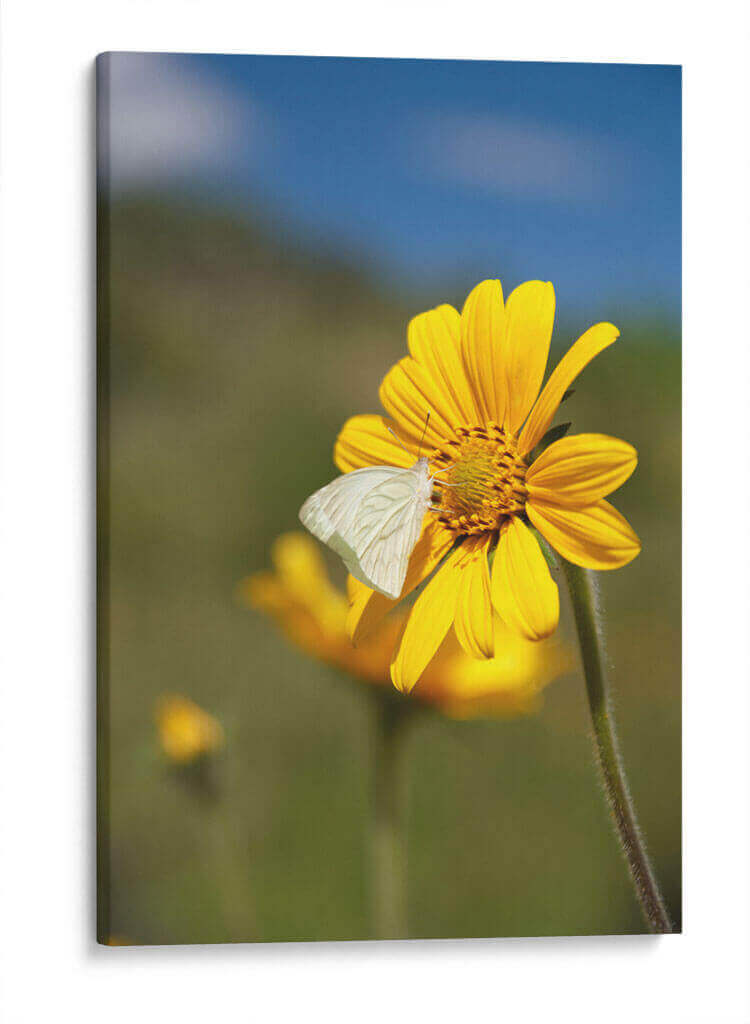 Girasoles Salvajes 2 - Marcos Rodríguez | Cuadro decorativo de Canvas Lab