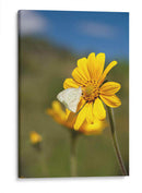 Girasoles Salvajes 2 - Marcos Rodríguez | Cuadro decorativo de Canvas Lab