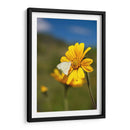 Girasoles Salvajes 2 - Marcos Rodríguez | Cuadro decorativo de Canvas Lab