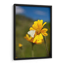 Girasoles Salvajes 2 - Marcos Rodríguez | Cuadro decorativo de Canvas Lab