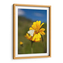 Girasoles Salvajes 2 - Marcos Rodríguez | Cuadro decorativo de Canvas Lab