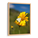 Girasoles Salvajes 2 - Marcos Rodríguez | Cuadro decorativo de Canvas Lab