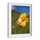 Girasoles Salvajes 2 - Marcos Rodríguez | Cuadro decorativo de Canvas Lab