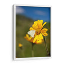 Girasoles Salvajes 2 - Marcos Rodríguez | Cuadro decorativo de Canvas Lab