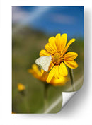 Girasoles Salvajes 2 - Marcos Rodríguez | Cuadro decorativo de Canvas Lab