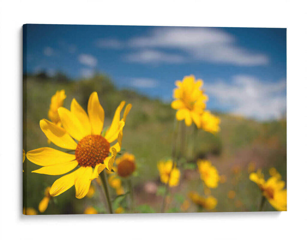 Girasoles Salvajes 3 - Marcos Rodríguez | Cuadro decorativo de Canvas Lab