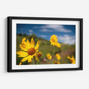 Girasoles Salvajes 3 - Marcos Rodríguez | Cuadro decorativo de Canvas Lab