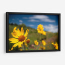 Girasoles Salvajes 3 - Marcos Rodríguez | Cuadro decorativo de Canvas Lab