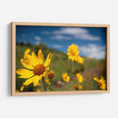 Girasoles Salvajes 3 - Marcos Rodríguez | Cuadro decorativo de Canvas Lab