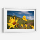 Girasoles Salvajes 3 - Marcos Rodríguez | Cuadro decorativo de Canvas Lab