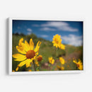 Girasoles Salvajes 3 - Marcos Rodríguez | Cuadro decorativo de Canvas Lab