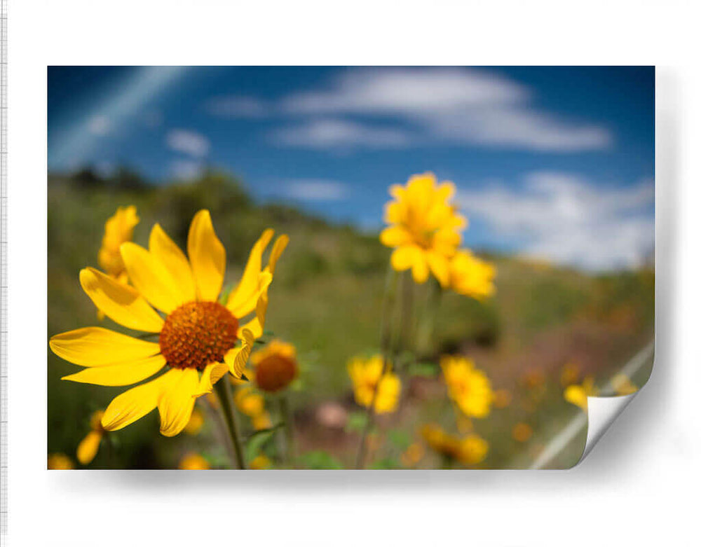 Girasoles Salvajes 3 - Marcos Rodríguez | Cuadro decorativo de Canvas Lab
