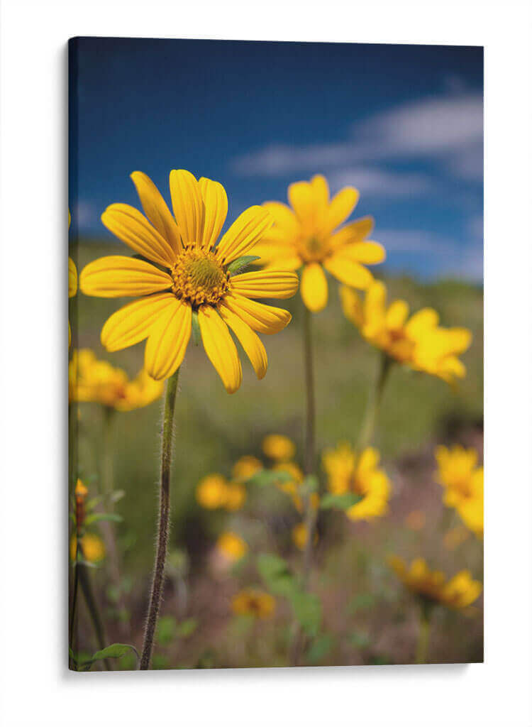 Girasoles Salvajes 4 - Marcos Rodríguez | Cuadro decorativo de Canvas Lab