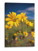 Girasoles Salvajes 4 - Marcos Rodríguez | Cuadro decorativo de Canvas Lab