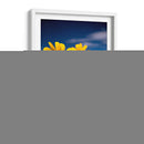 Girasoles Salvajes 4 - Marcos Rodríguez | Cuadro decorativo de Canvas Lab