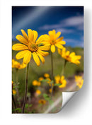 Girasoles Salvajes 4 - Marcos Rodríguez | Cuadro decorativo de Canvas Lab