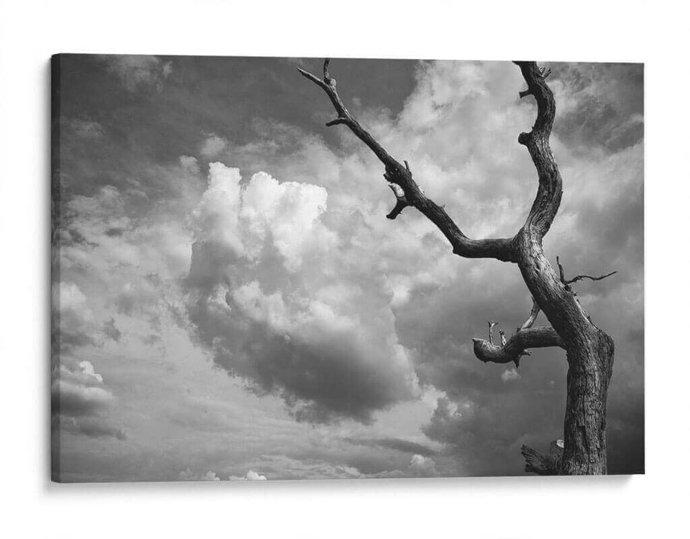 Nubes y Árbol - Marcos Rodríguez | Cuadro decorativo de Canvas Lab