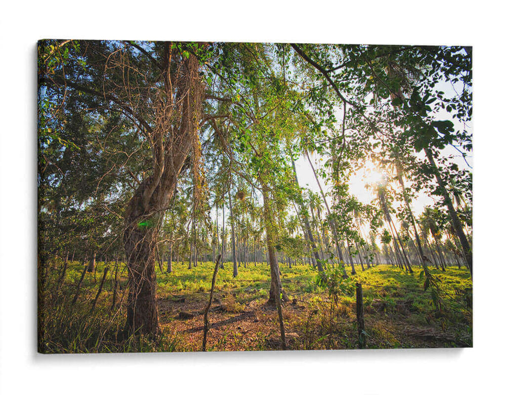 Plantación de Palmeras - Marcos Rodríguez | Cuadro decorativo de Canvas Lab