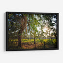 Plantación de Palmeras - Marcos Rodríguez | Cuadro decorativo de Canvas Lab