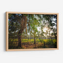 Plantación de Palmeras - Marcos Rodríguez | Cuadro decorativo de Canvas Lab