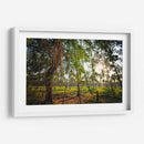 Plantación de Palmeras - Marcos Rodríguez | Cuadro decorativo de Canvas Lab