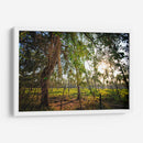 Plantación de Palmeras - Marcos Rodríguez | Cuadro decorativo de Canvas Lab