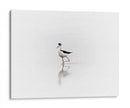Black necked stilt - Ezdrifter | Cuadro decorativo de Canvas Lab