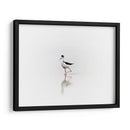 Black necked stilt - Ezdrifter | Cuadro decorativo de Canvas Lab