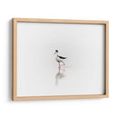 Black necked stilt - Ezdrifter | Cuadro decorativo de Canvas Lab