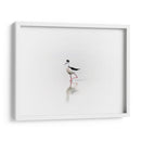 Black necked stilt - Ezdrifter | Cuadro decorativo de Canvas Lab