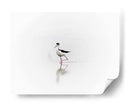 Black necked stilt - Ezdrifter | Cuadro decorativo de Canvas Lab