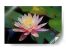 Grutas water lilly - Ezdrifter | Cuadro decorativo de Canvas Lab