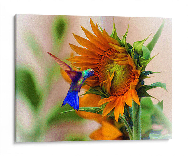 Hummingbird on sunflower - Ezdrifter | Cuadro decorativo de Canvas Lab