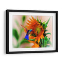 Hummingbird on sunflower - Ezdrifter | Cuadro decorativo de Canvas Lab