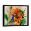Hummingbird on sunflower - Ezdrifter | Cuadro decorativo de Canvas Lab