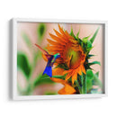 Hummingbird on sunflower - Ezdrifter | Cuadro decorativo de Canvas Lab
