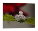 White spider - Ezdrifter | Cuadro decorativo de Canvas Lab