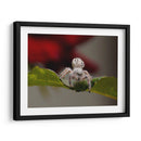 White spider - Ezdrifter | Cuadro decorativo de Canvas Lab