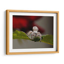 White spider - Ezdrifter | Cuadro decorativo de Canvas Lab