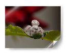 White spider - Ezdrifter | Cuadro decorativo de Canvas Lab