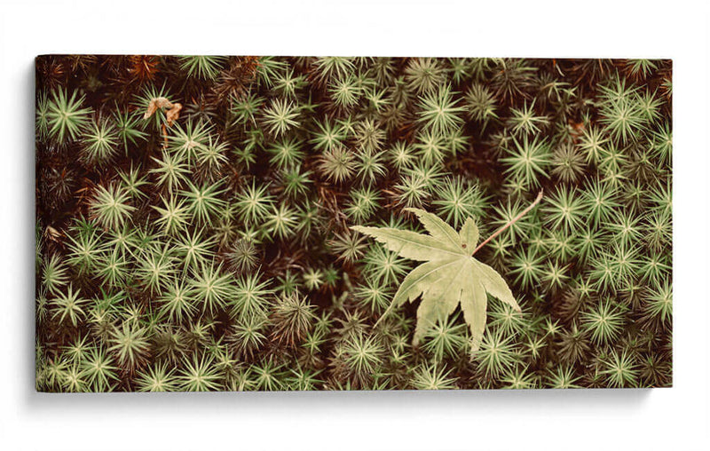 Hojas - Josué Altamira | Cuadro decorativo de Canvas Lab
