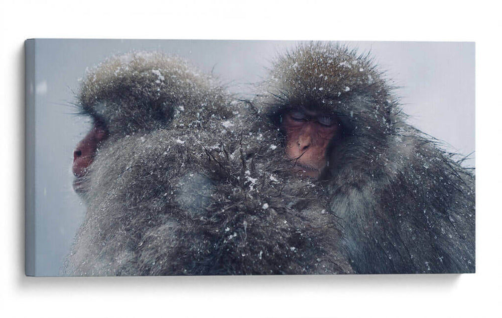 Snow Monkeys - Parque Jigokudani, Japón - Josué Altamira | Cuadro decorativo de Canvas Lab