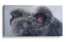 Snow Monkeys - Parque Jigokudani, Japón - Josué Altamira | Cuadro decorativo de Canvas Lab