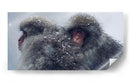 Snow Monkeys - Parque Jigokudani, Japón - Josué Altamira | Cuadro decorativo de Canvas Lab