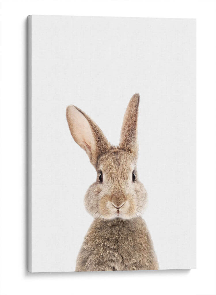 Bunny Front | Cuadro decorativo de Canvas Lab