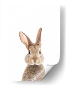 Bunny Front | Cuadro decorativo de Canvas Lab